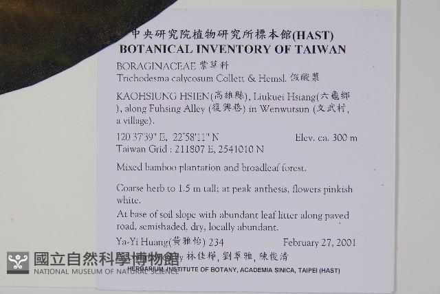 假酸漿藏品圖，第2張