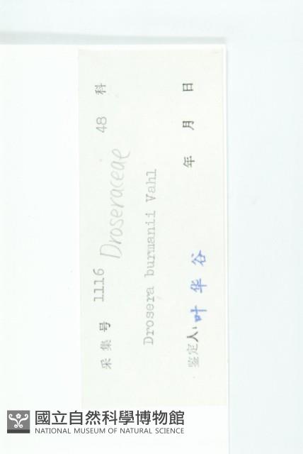 金錢草、錦地羅藏品圖，第3張