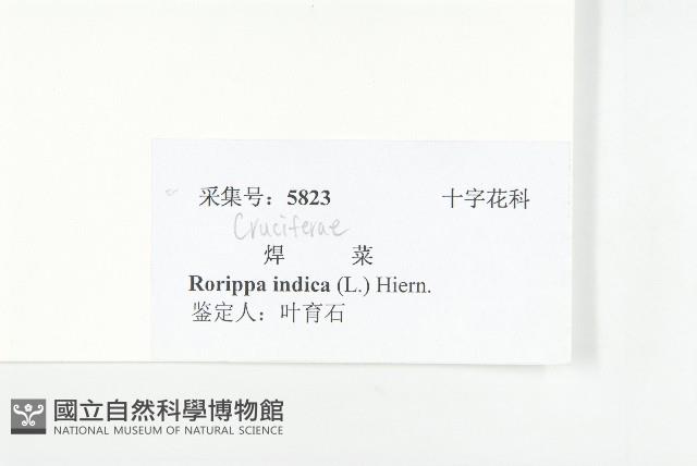 葶藶藏品圖，第3張