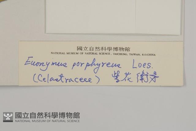 紫花衛矛藏品圖，第3張