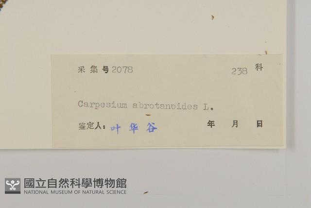 天名精藏品圖，第3張