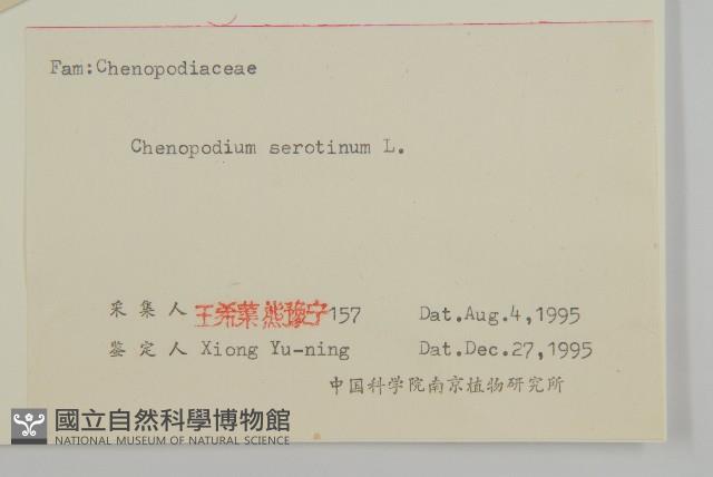 小葉藜藏品圖，第3張