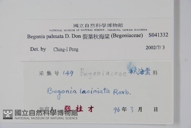 裂葉秋海棠藏品圖，第2張