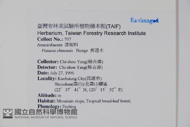 黃連木、爛心木藏品圖，第2張