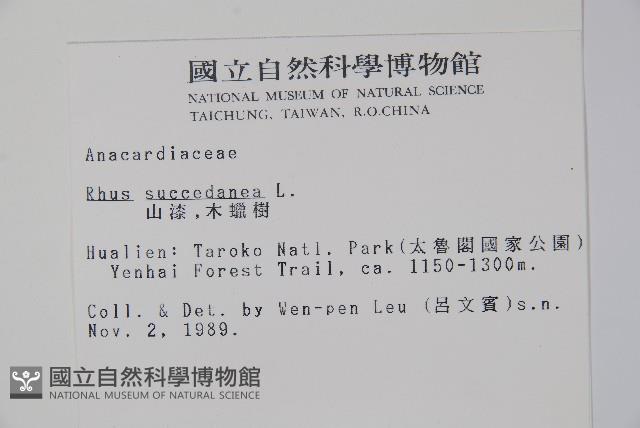 木蠟樹、山漆藏品圖，第2張