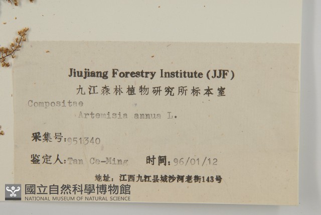 黃花蒿藏品圖，第3張