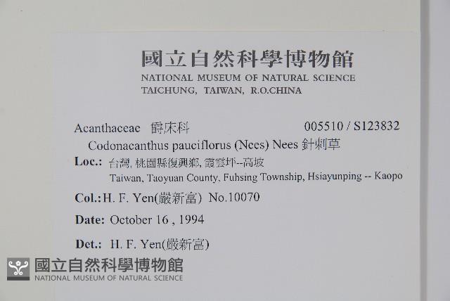 針刺草藏品圖，第2張