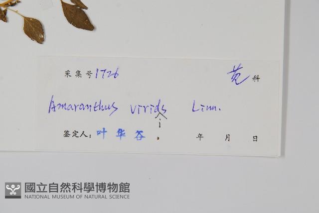 野莧菜藏品圖，第2張