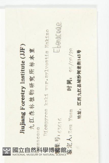 油柿藏品圖，第3張