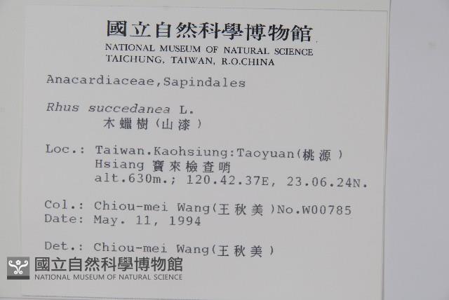 木蠟樹、山漆藏品圖，第2張