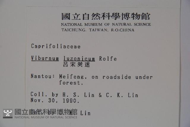 呂宋莢迷藏品圖，第2張