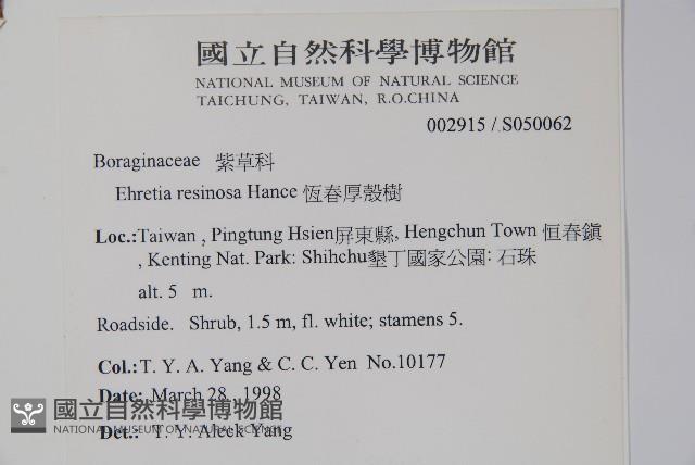 恆春厚殼樹藏品圖，第2張
