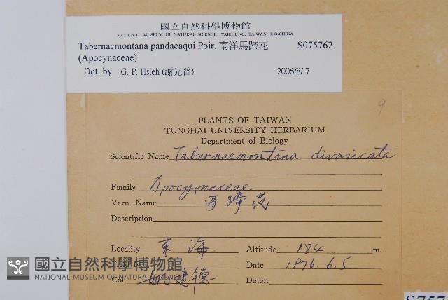 南洋馬蹄花藏品圖，第2張