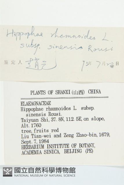 笑靨花藏品圖，第3張