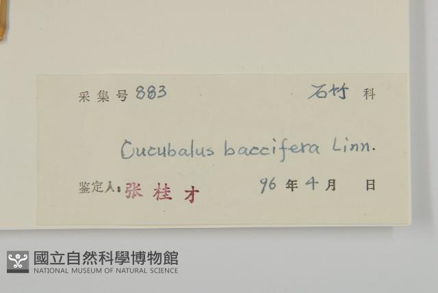 狗筋蔓藏品圖，第3張