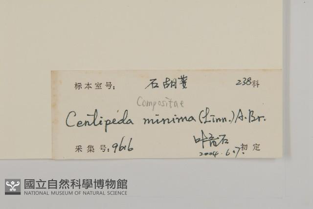 石胡荽、吐金草藏品圖，第3張