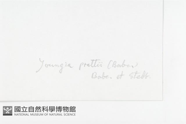 川西黃鵪菜藏品圖，第3張