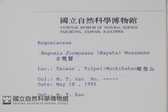 水鴨腳藏品圖，第2張