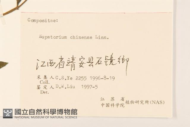 華澤蘭藏品圖，第3張