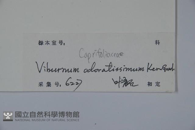 珊瑚樹藏品圖，第2張