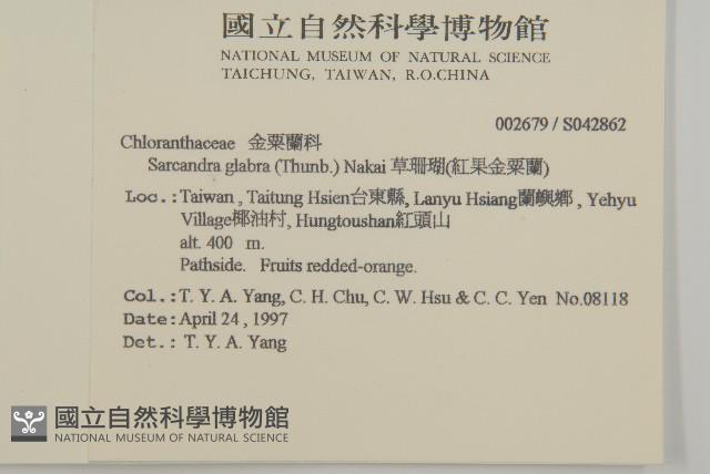 草珊瑚、紅果金粟蘭藏品圖，第2張