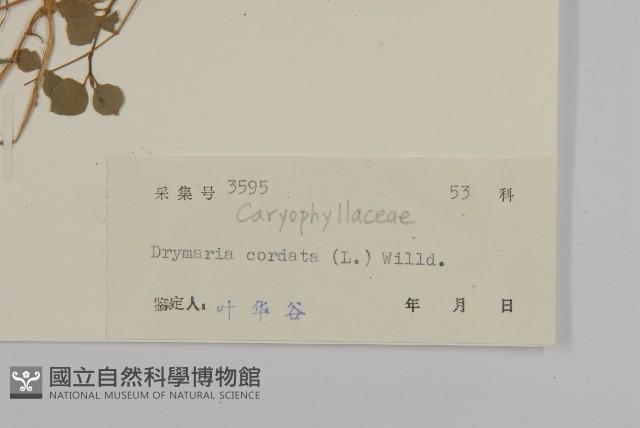 荷蓮豆藏品圖，第3張