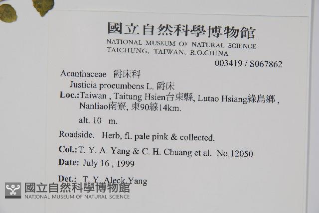 爵床藏品圖，第5張