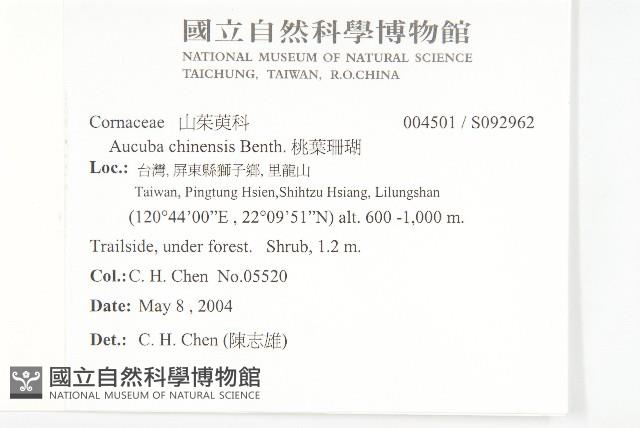 桃葉珊瑚藏品圖，第2張