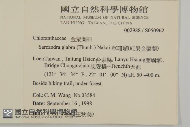 草珊瑚、紅果金粟蘭藏品圖，第2張