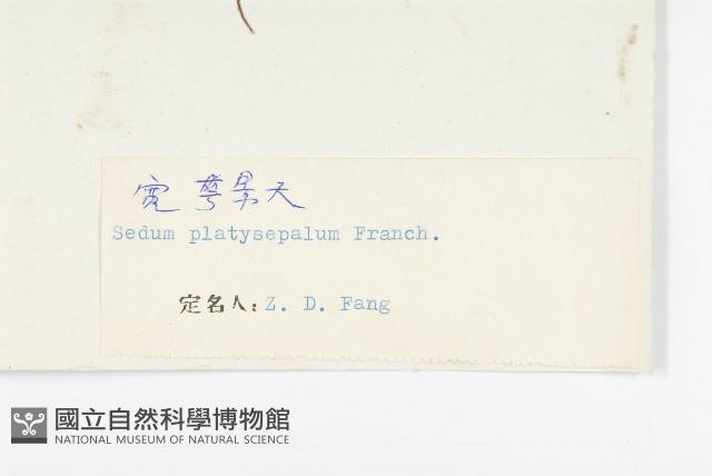 寬萼景天藏品圖，第3張