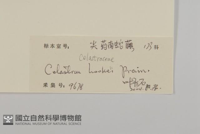 滇邊南蛇藤藏品圖，第3張