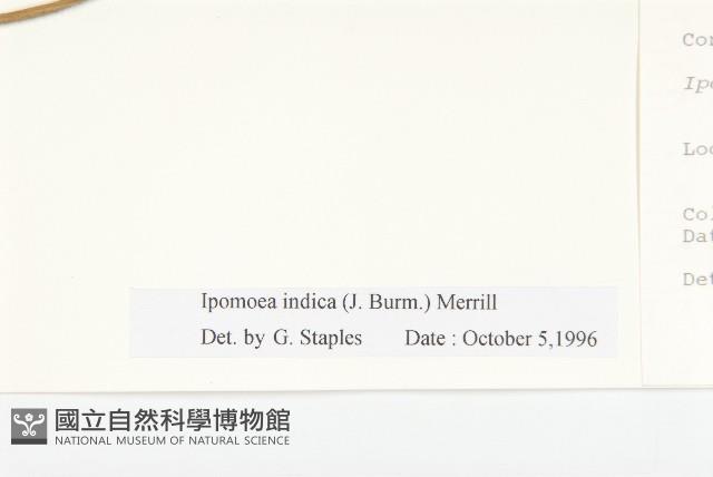 銳葉牽牛藏品圖，第3張