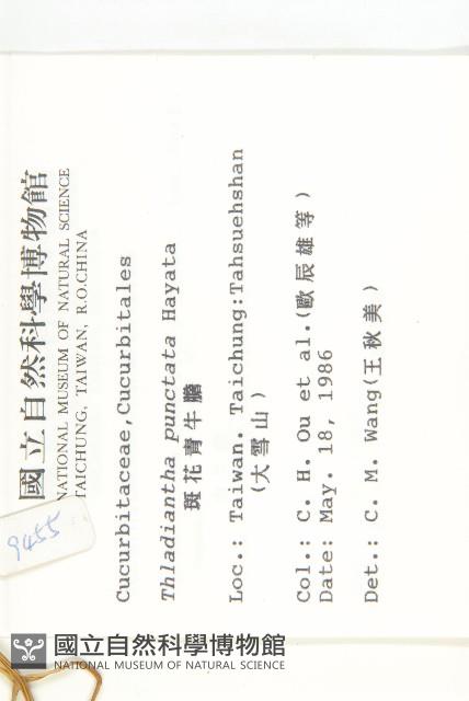 斑花青牛膽藏品圖，第2張