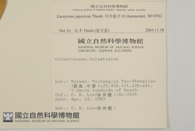 日本衛矛, 大葉黃楊藏品圖，第2張