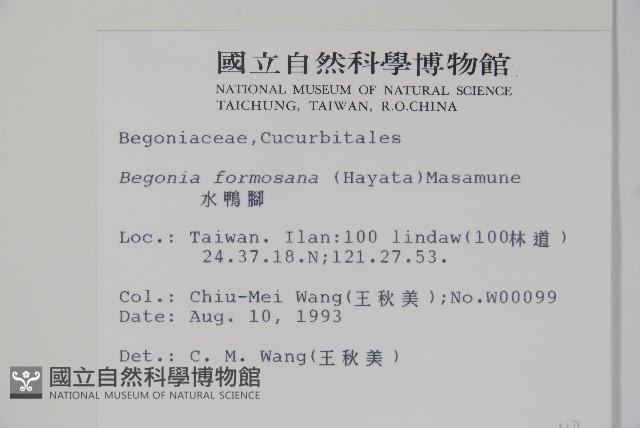 水鴨腳藏品圖，第2張