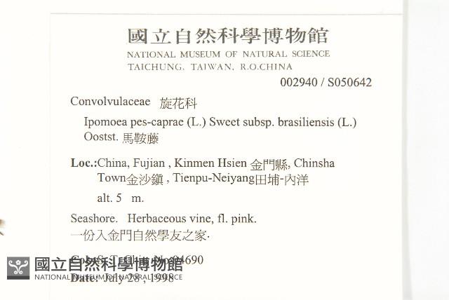 馬鞍藤藏品圖，第2張