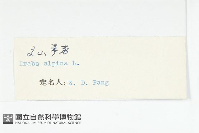 高山葶藶藏品圖，第3張