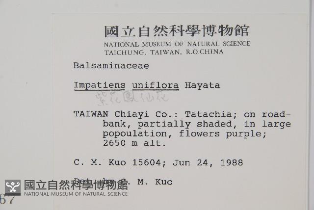 紫花鳳仙花藏品圖，第2張