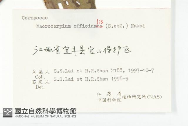 山茱萸藏品圖，第3張