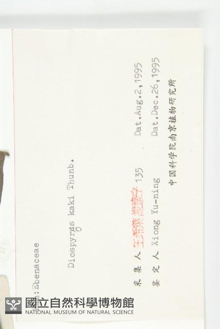 柿、柿仔、紅柿藏品圖，第3張