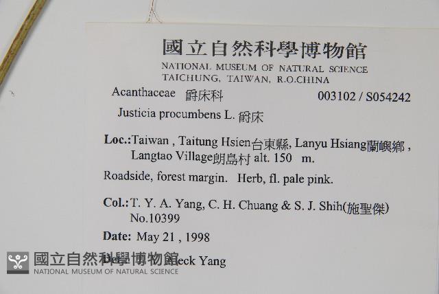 爵床藏品圖，第2張