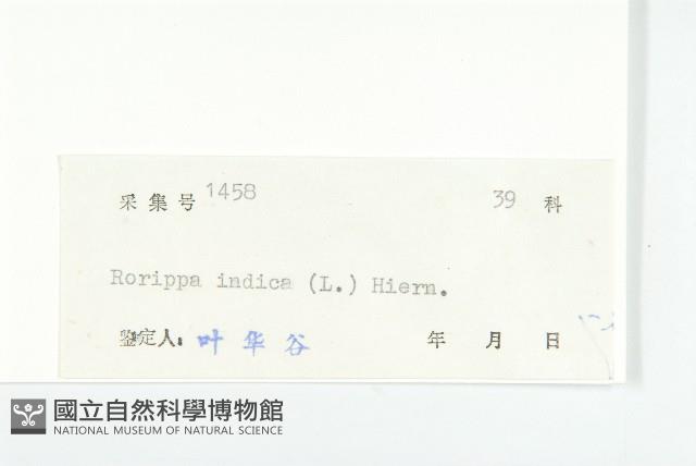 葶藶藏品圖，第3張