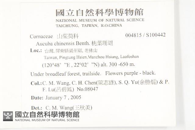 桃葉珊瑚藏品圖，第2張
