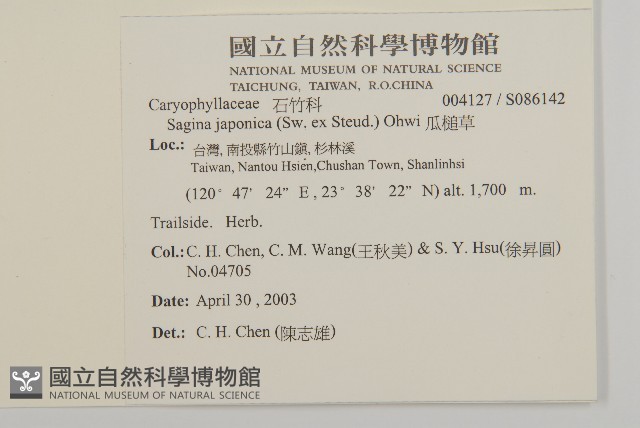瓜槌草、漆姑草藏品圖，第2張
