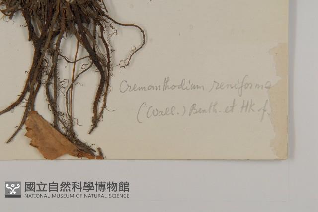 鐘花垂頭菊藏品圖，第3張