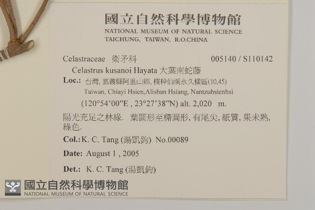 大葉南蛇藤藏品圖，第2張