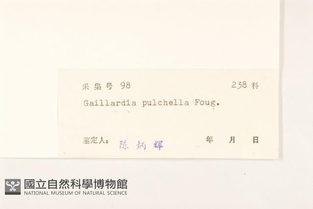 天人菊藏品圖，第3張