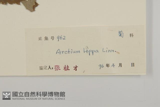 牛蒡藏品圖，第3張