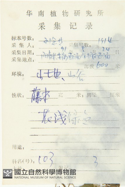 絞股藍藏品圖，第2張