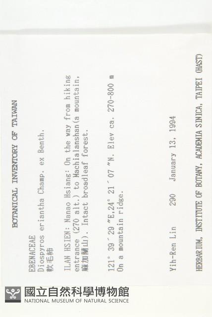 軟毛柿藏品圖，第2張